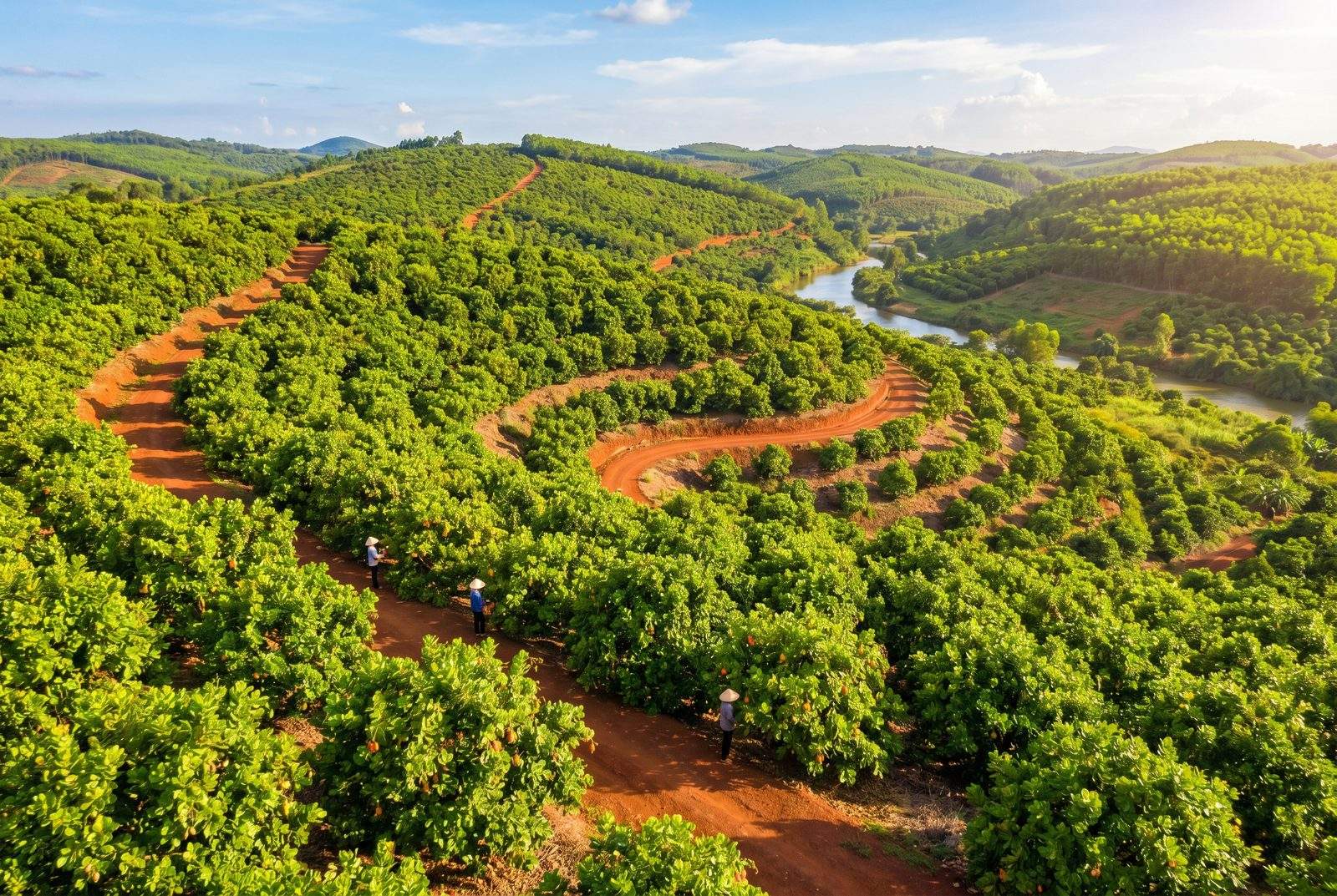 ベトナム関連事業